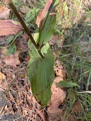 Epipactis helleborine