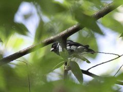 Sporophila corvina