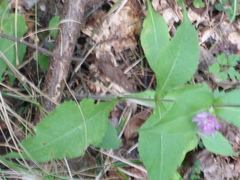 Knautia dipsacifolia