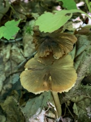 Entoloma strictius