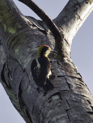 Melanerpes chrysauchen