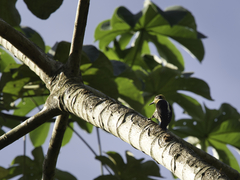 Melanerpes chrysauchen