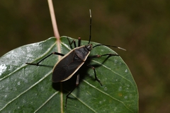Iphita limbata