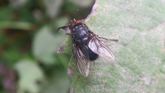 Calliphora vomitoria
