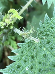 Heteroptera