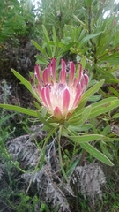 Protea burchellii