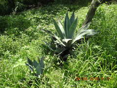 Agave weberi