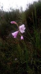 Gladiolus hirsutus