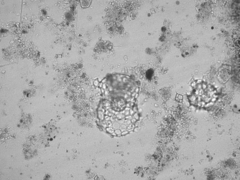 Didymocyrtis tetrathalamus