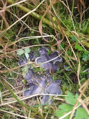 Peltigera membranacea
