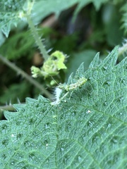 Heteroptera