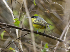 Todirostrum cinereum