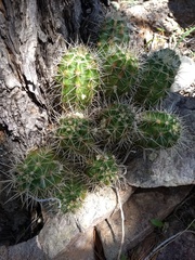 Echinocereus