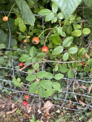 Rosa arvensis