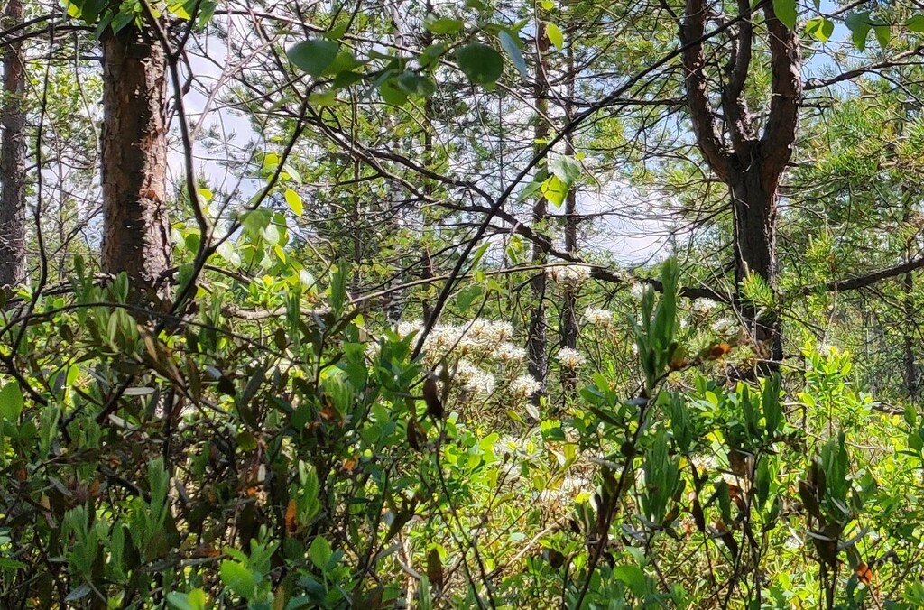 Labrador Marsh marsh Labrador tea from Тейковский р-н, Ивановская обл., Россия on June ...