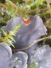Peltigera membranacea