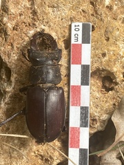 Lucanus cervus