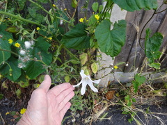 Calystegia silvatica