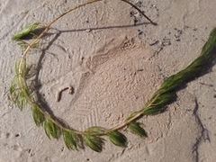 Myriophyllum