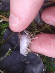 Peltigera membranacea