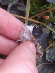 Peltigera membranacea