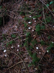 Omphalotaceae