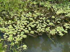 Pistia stratiotes