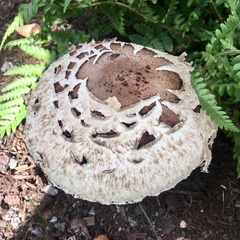 Chlorophyllum