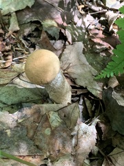 Leccinum