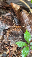 Camponotus castaneus