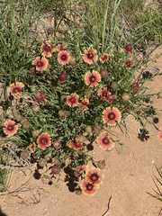 Gaillardia pulchella