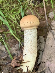 Leccinum