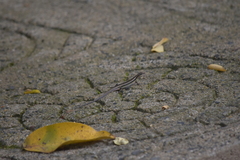 Sphenomorphus maculatus