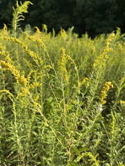 Solidago altissima