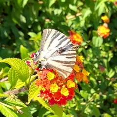 Iphiclides feisthamelii