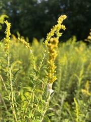 Solidago altissima