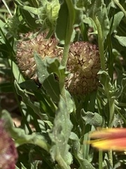 Gaillardia pulchella