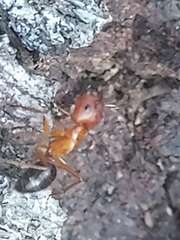 Camponotus floridanus