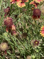 Gaillardia pulchella