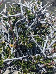 Cercocarpus intricatus