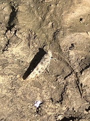 Trimerotropini
