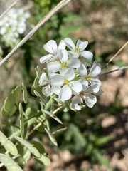 Dimorphocarpa wislizeni