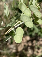 Dimorphocarpa wislizeni