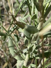 Dimorphocarpa wislizeni