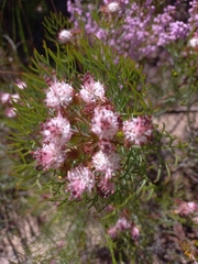 Serruria fasciflora