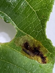 Cameraria caryaefoliella