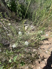 Dimorphocarpa wislizeni