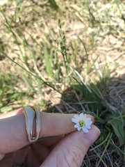 Cerastium beeringianum