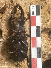Lucanus cervus