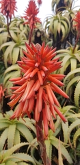 Aloe arborescens